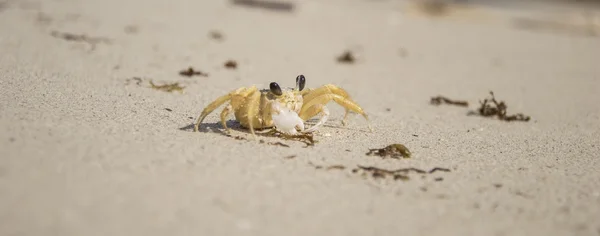 Kleine krab op het strand — Stockfoto
