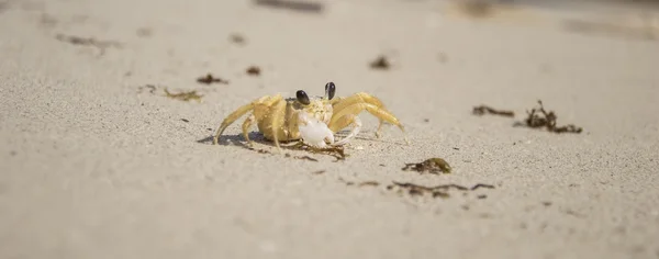 Cangrejo pequeño en la playa —  Fotos de Stock