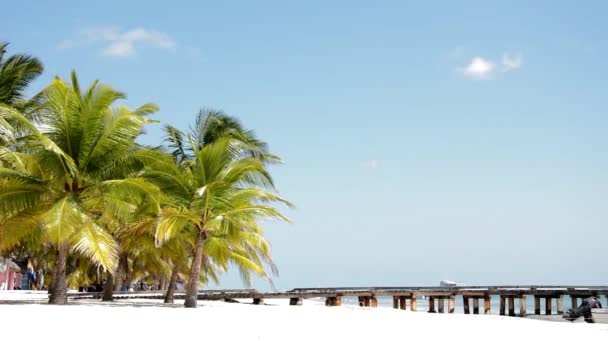 Palmeras con Jetty en una isla tropical — Vídeos de Stock