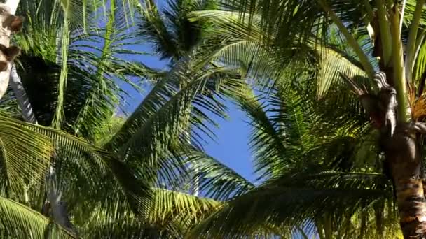 Palmbomen in de wind — Stockvideo