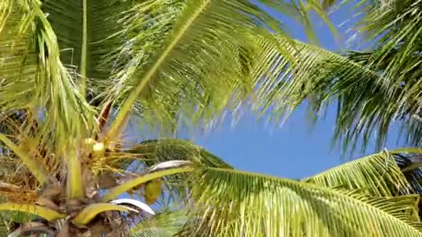팜 나무는 바람에 — 비디오