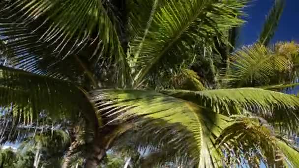 Palmeras en el viento — Vídeos de Stock