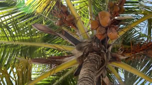 Palmbomen in de wind — Stockvideo