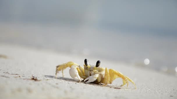 Cangrejo pequeño en la playa — Vídeos de Stock