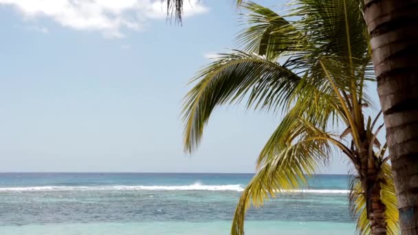 Palmeras con Jetty en una isla tropical — Vídeos de Stock