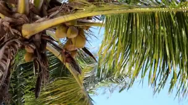 Palmeras en el viento — Vídeos de Stock