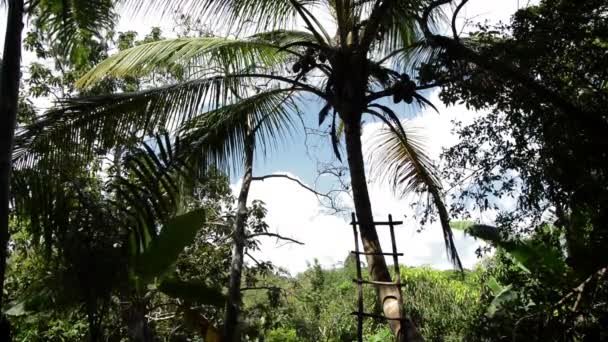 Palmbomen in de wind — Stockvideo