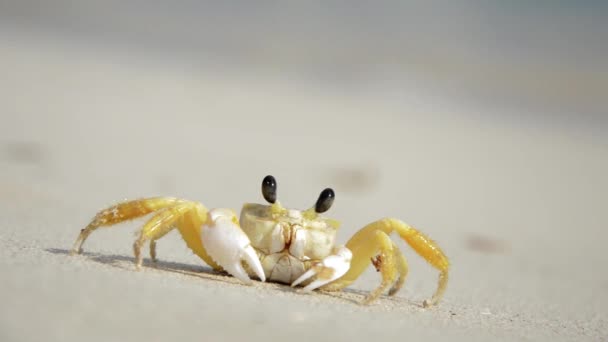 Liten krabba på stranden — Stockvideo