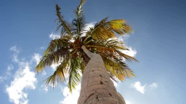 Palmbomen in de wind — Stockvideo