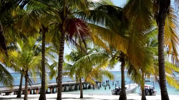 ヤシの木、熱帯の島の桟橋 — ストック動画