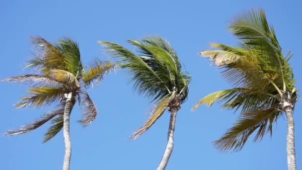 Пальмы на ветру — стоковое видео