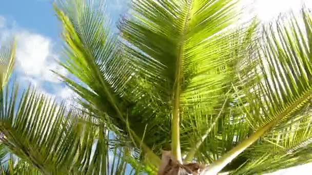 風の中のヤシの木 — ストック動画