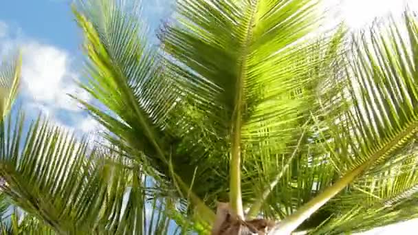 Palmbomen in de wind — Stockvideo