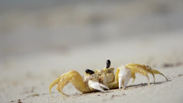 Caranguejo pequeno na praia — Vídeo de Stock