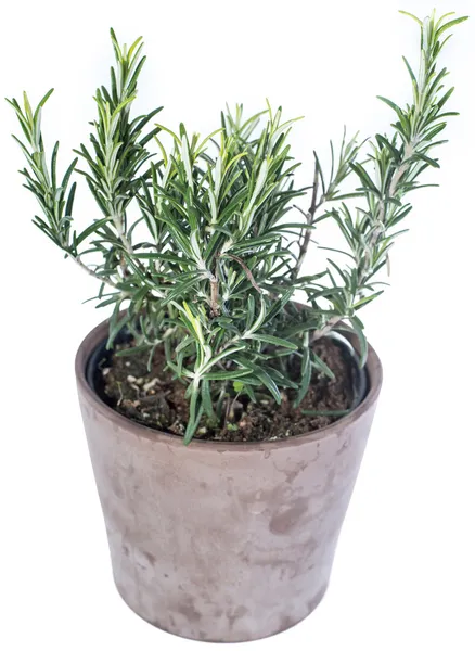 Rosemary Plant isolated on white — Stock Photo, Image