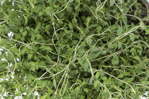 Thyme background image — Stock Photo, Image