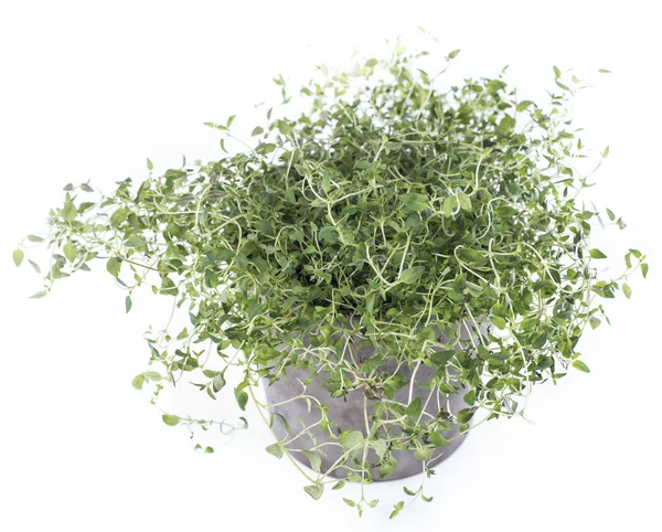 Thyme plant on white — Stock Photo, Image