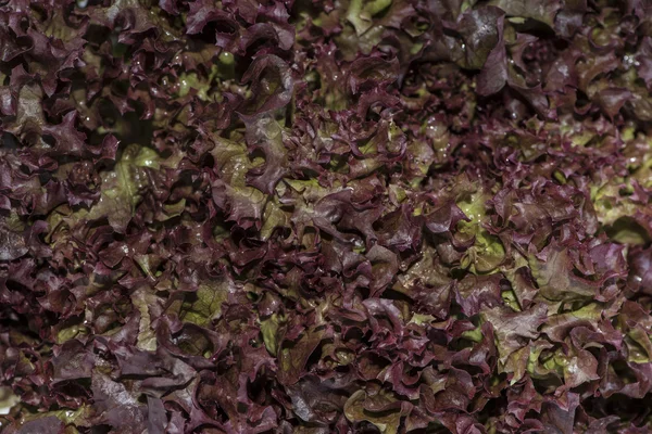 Hlávkový salát (makro snímek) — Stock fotografie