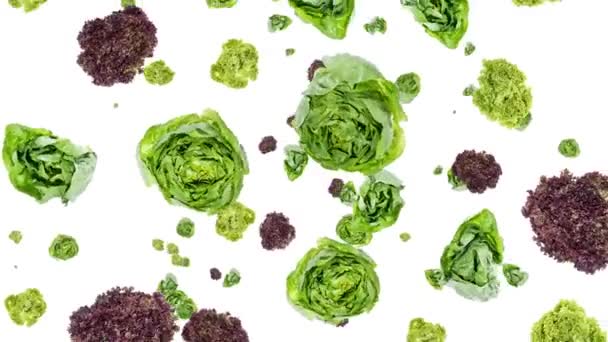 Falling lettuce — Stock Video