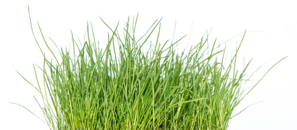Grass isolated on white (side view) — Stock Photo, Image