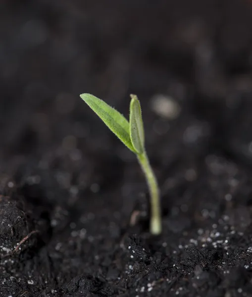 Seedling on dark background — Stock Photo, Image