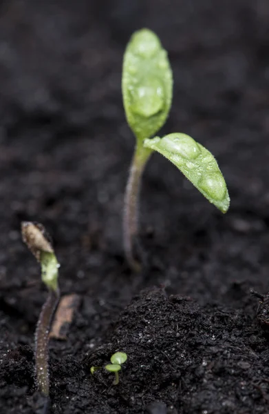 Small Plants (Macro) — Stock Photo, Image