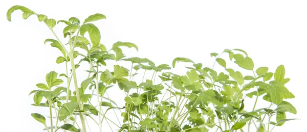 Small Seedlings isolated on white — Stock Photo, Image