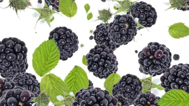 Blackberries falling down on white. made background — Stock Video