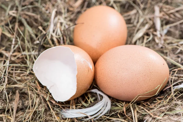 Einige braune Eier in hey — Stockfoto