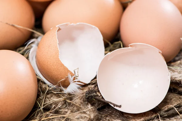 Alguns ovos castanhos em Hey — Fotografia de Stock