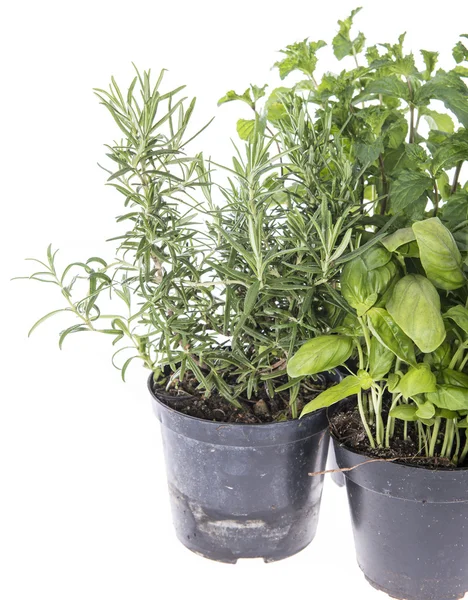 Herb Garden isolated on white — Stock Photo, Image