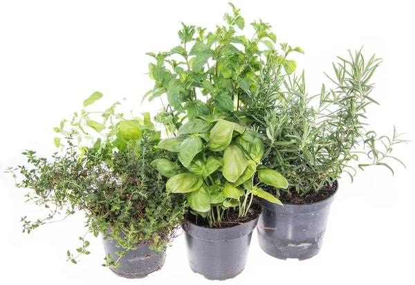 Herb Garden isolated on white — Stock Photo, Image