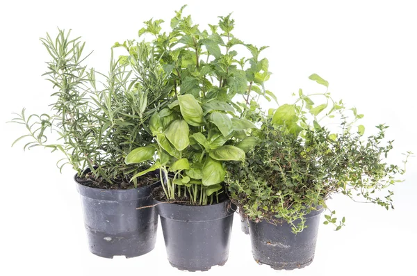 Herb Garden isolated on white — Stock Photo, Image