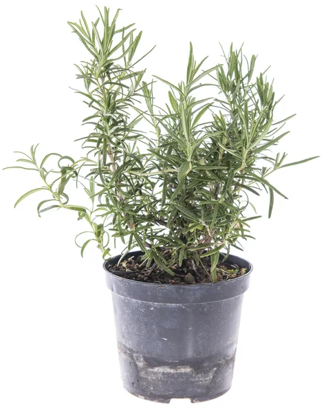 Rosemary plant isolated on white — Stock Photo, Image