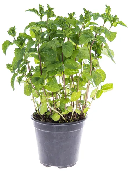 Mint plant isolated on white — Stock Photo, Image