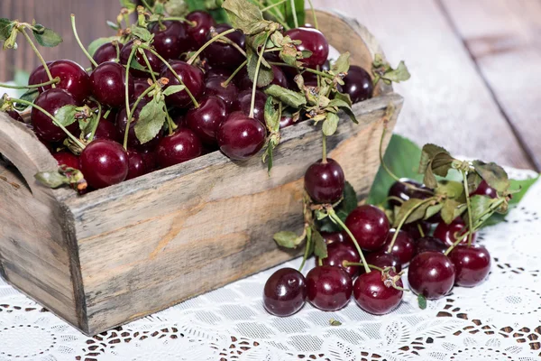 Fresh Cherries — Stock Photo, Image