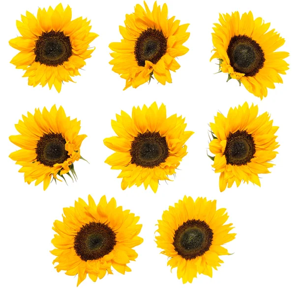Differen Sunflowers isolated on white — Stock Photo, Image