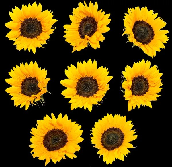 Differen Sunflowers isolated on black — Stock Photo, Image