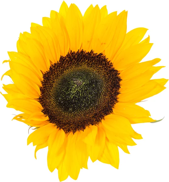 Sunflower Head isolated on white — Stock Photo, Image