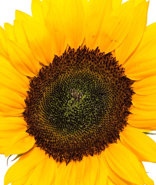 Sunflower Head isolated on white — Stock Photo, Image