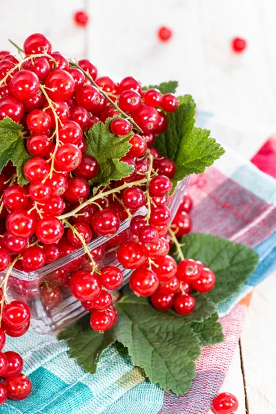 Red Currants — Stock Photo, Image