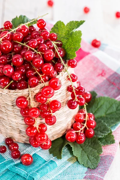 Červený rybíz (makro snímek) — Stock fotografie