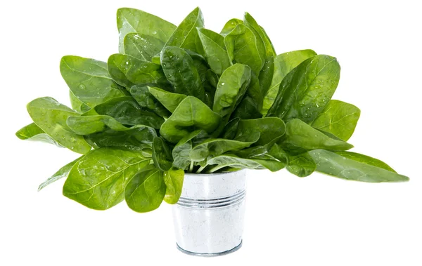 Portion of Spinach on white — Stock Photo, Image