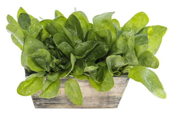 Fresh Spinach Leaves on white — Stock Photo, Image