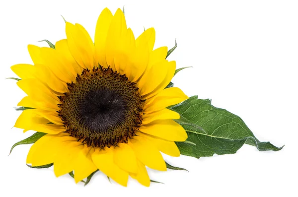 Geïsoleerde zonnebloemen — Stockfoto