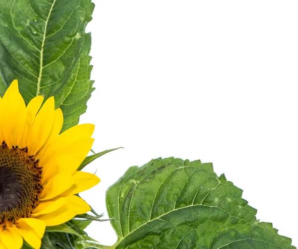 Isolated Sunflowers — Stock Photo, Image