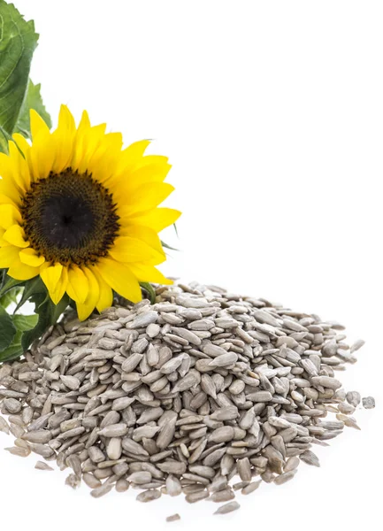 Porción de semillas — Foto de Stock