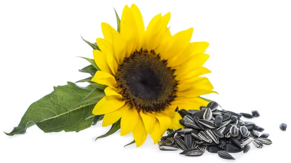 Sunflower with Seeds on white — Stock Photo, Image