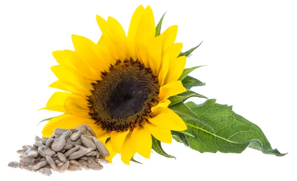 Sunflower with Seeds on white — Stock Photo, Image
