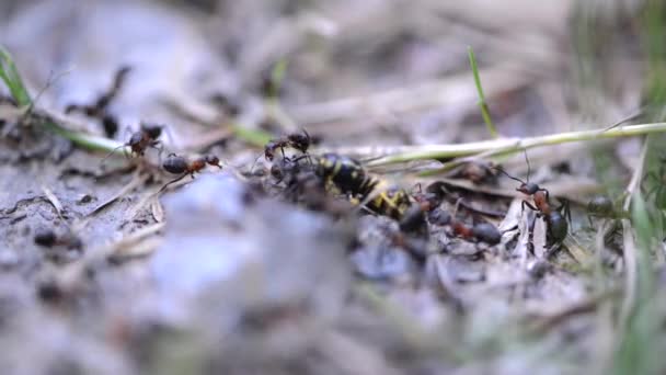 Grupo de hormigas en el bosque — Vídeo de stock